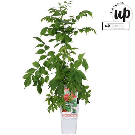 Campsis Tagliabuana Solo Rosso