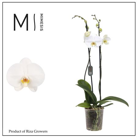 Phal 2st White Bigflower (mimesis)