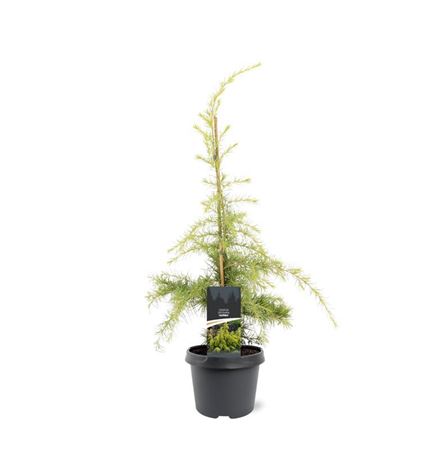 Cedrus Deod Aurea