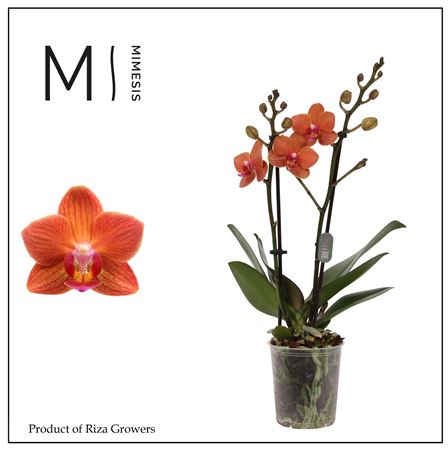 Phal 2st Bolzano (mimesis)