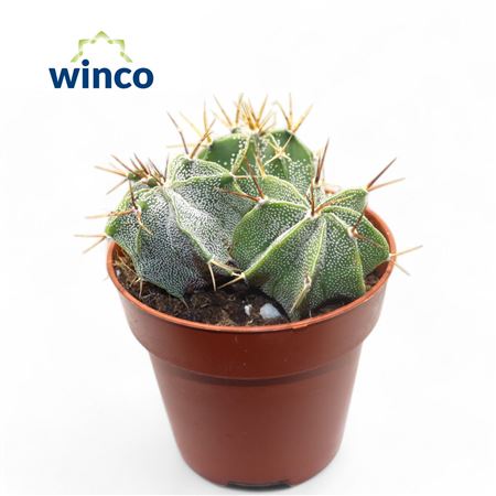 Astrophytum Ornatum (group)