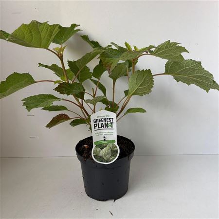 Hydrangea Quercifolia Harmony