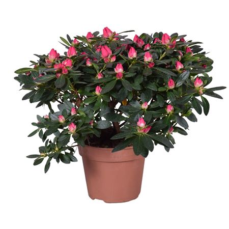 Azalea Tamira Red