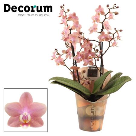 Phal Perfíum 2st Odorion (decorum)