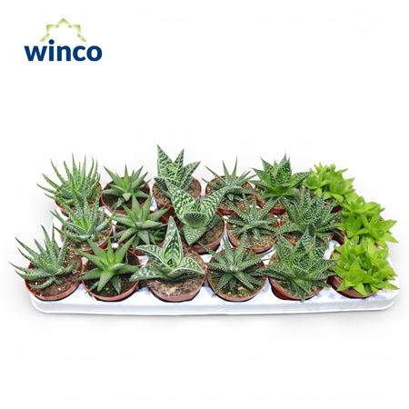 Aloehaworthia Mix