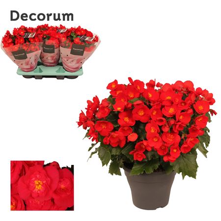 Begonia Belove Red (decorum)