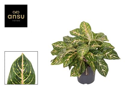 Aglaonema Melon Candy