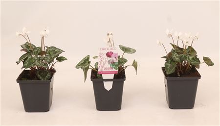 Cyclamen Hed White