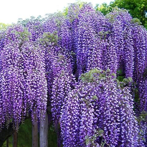 Глициния макростахия Блю Мун в тубе