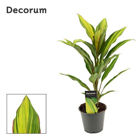 Cordyline Kiwi (decorum)