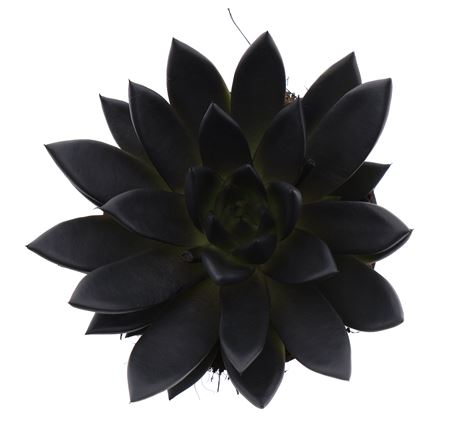 Echeveria Rainbow Deep Black