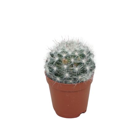 Mammillaria Glassii Dulces Nobres