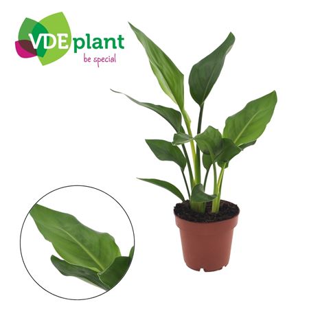 Strelitzia Reginea