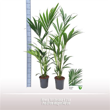 Howea Forsteriana 4+