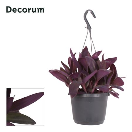 Tradescantia Purple Heart Hangpot