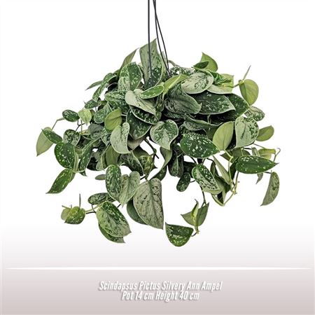 Scindapsus Pictus Silvery Hang Pot