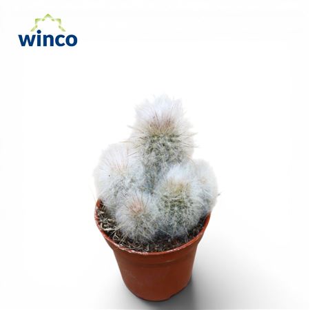 Austrophalocereus Dybowskii