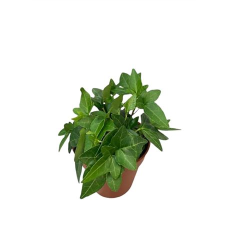 Hedera Helix Shamrock