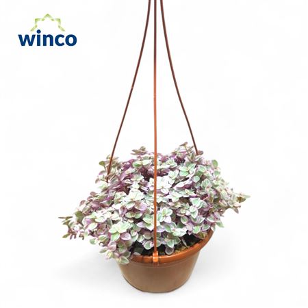 Tradescantia Fluminensis Hanging Pot