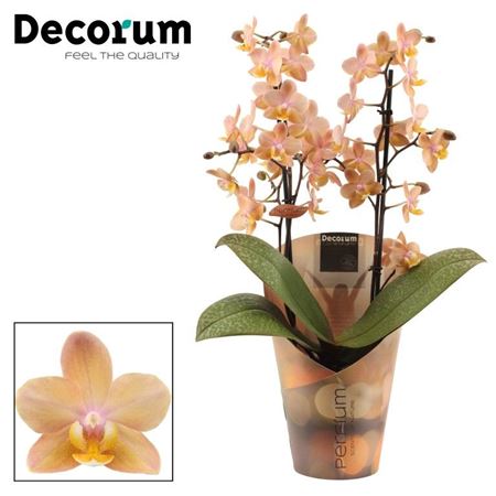 Phal Perfíum 2st Scention (decorum)