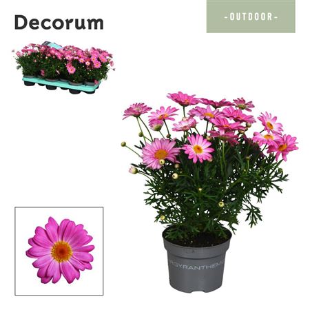 Argyranthemum Pink (decorum)