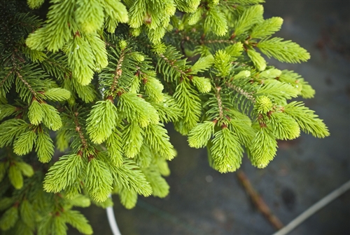 Ель обыкновенная Вилс Цверг