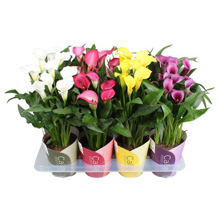 Zantedeschia Mix 4+ Ton Sur Ton Potcover