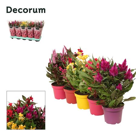 Celosia Mix Sleeve (decorum)