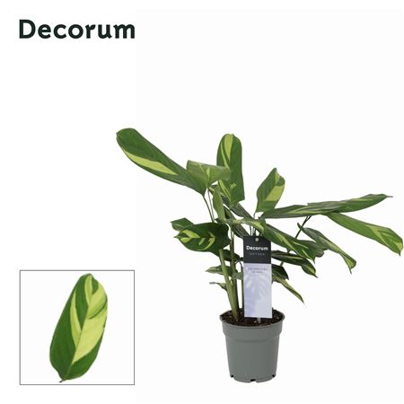 Calathea Pilosa (decorum)