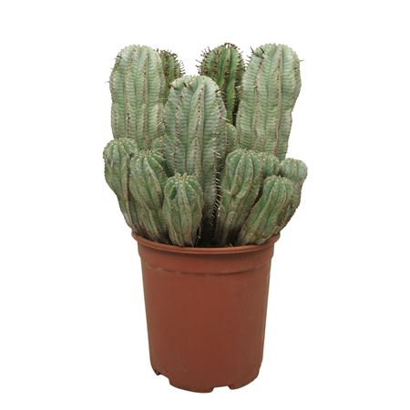 Euphorbia Horrida Groep