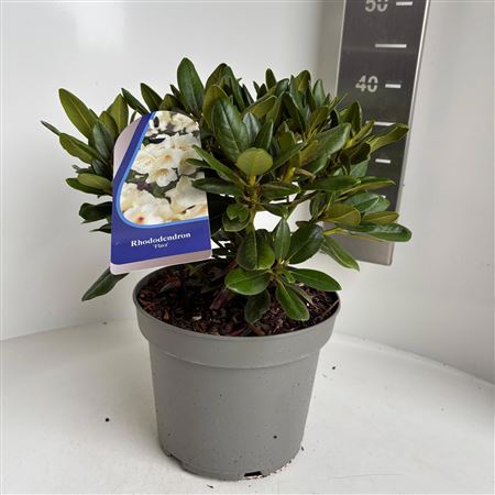 Rhodo (y) Flava