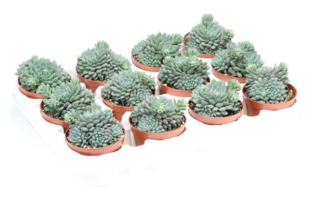 Echeveria Rundelii + Flower