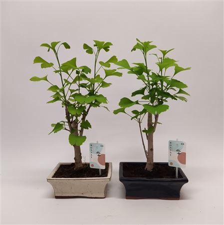 Bonsai Ginkgo