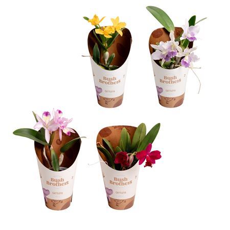 Cattleya Orange Small Flowering 3+