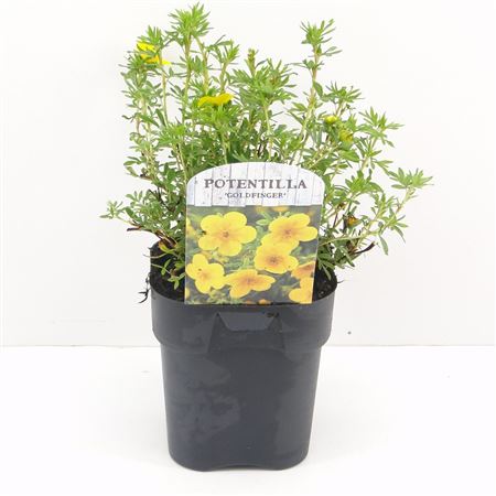Potentilla Frut Goldfinger