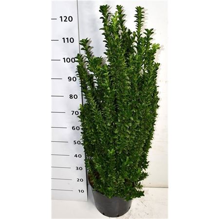 Euonymus Jap Benkomasaki