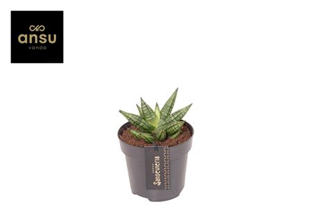 Sansevieria Inti Mini No. 2