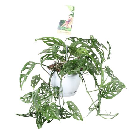 Monstera Obliqua In Hangpot