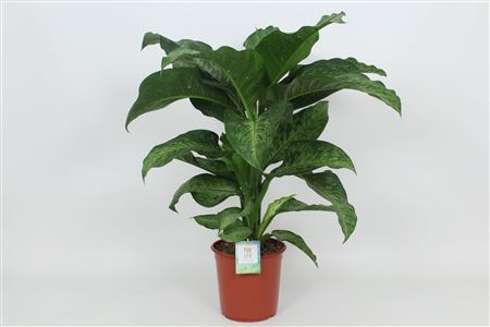 Dieffenbachia Memoria Corsii