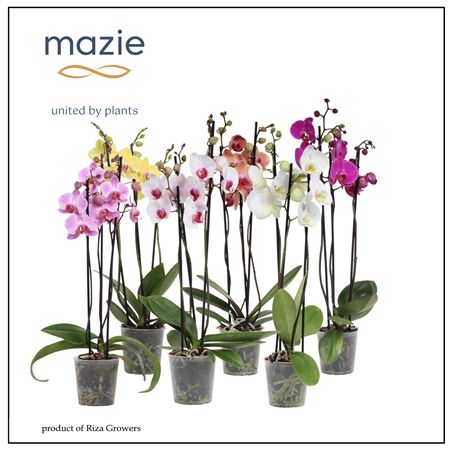 Phal 3st Mix 18+