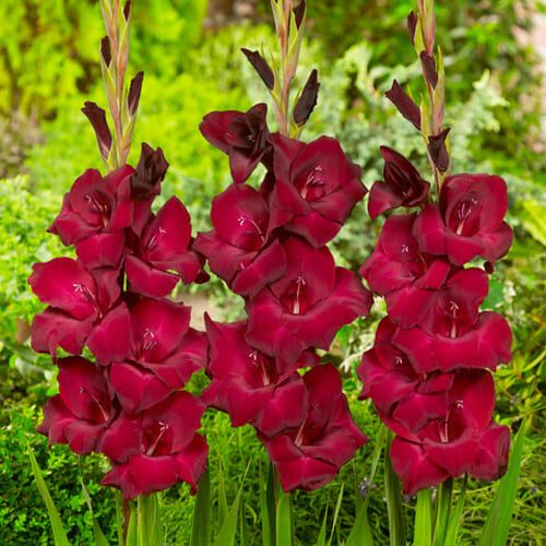 Гладиолус крупноцветковый Эт Найт