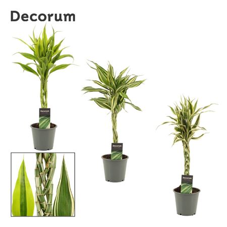 Drac Sanderiana Twist Mix (decorum)