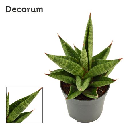 Sansevieria Snow Lotus Crown