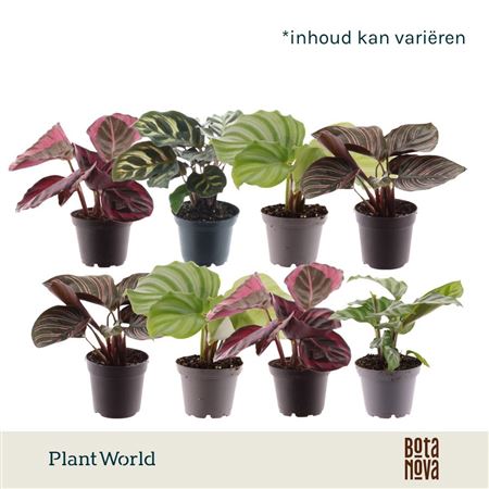 Calathea Mix (decorum)