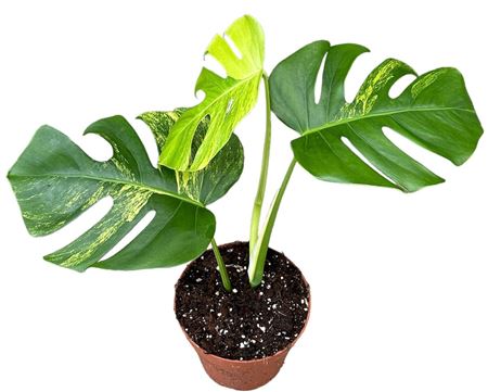 Monstera Deliciosa Aurea