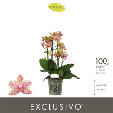 Phal 4st Exclusivo Pikachu (opti)