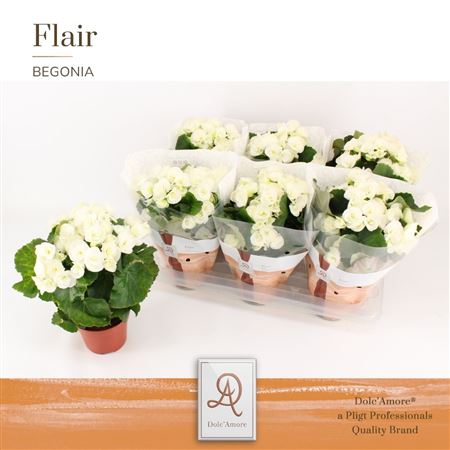 Begonia Clara (dolc'amore)