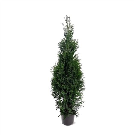 Thuja Occ King Of Brabant