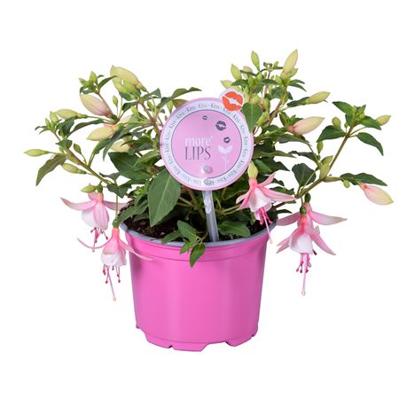 Fuchsia Bella Sophia (morelips)