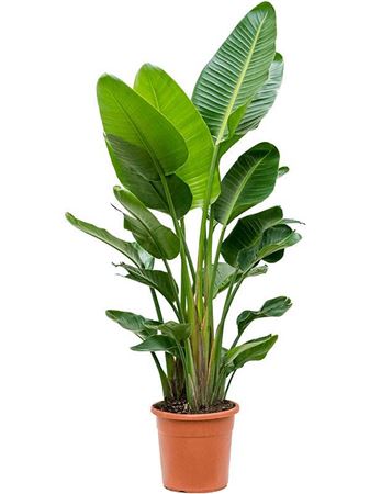 Strelitzia Nicolai